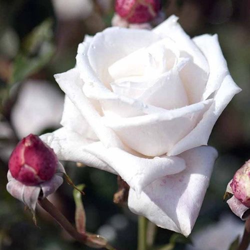 Rosa Royal Copenhagen™ - alb - Trandafir copac cu trunchi înalt - cu flori teahibrid - coroană dreaptă